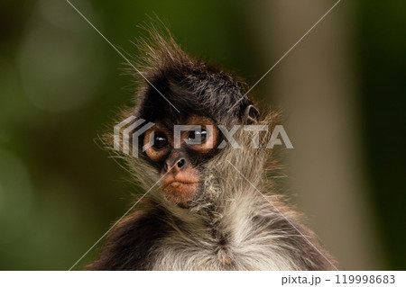 Portrait of cute fluffy Yucatan spider monkey in green jungles looking back. 119998683