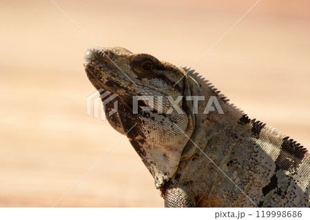 Head of Mexican (or western) spiny-tailed iguana, or stenosaura pectinata, visitor in the yard, blurred background. Head of Mexican (or western) spiny-tailed iguana, or stenosaura pectinata, visitor in the yard, blurred background. 119998686