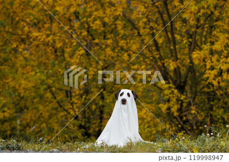 Cute Labrador dog is dressed in Halloween ghost costume Cute Labrador dog is dressed in Halloween ghost costume 119998947