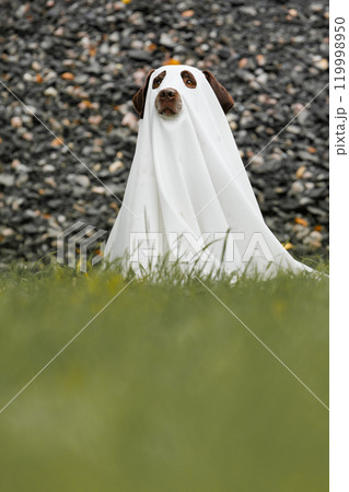 Cute Labrador dog is dressed in Halloween ghost costume, pet is sitting in autumn park 119998950