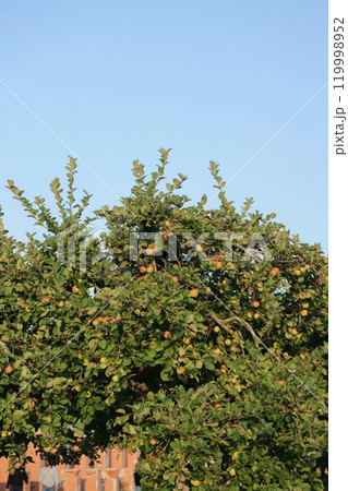 ripe juicy apples tree. harvesting fruits in garden. farm, apple tree fruits on blue sky background. 119998952