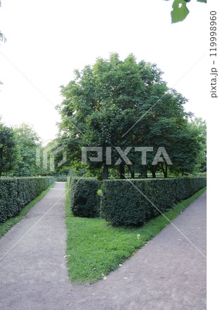 Figuratively trimmed bushes in public park, landscaping. Petergov Park, St. Petersburg 119998960