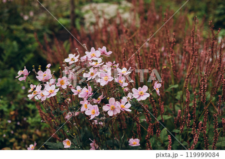 Pink flowers of Japanese anemone blooming in the summer. Japanese anemone is a common name for Eriocapitella japonica. September charm flowers 119999084