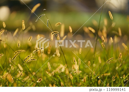 ネコジャラシ 119999141