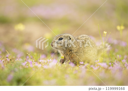 European Ground Squirrel, Spermophilus citellus, eat the seed in the green grass during spring. Czech Republic. Wildlife scene from nature. European souslik on meadow. 119999168