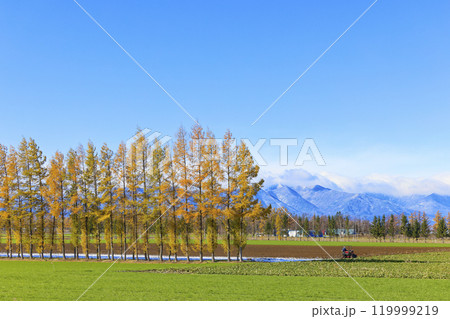 カラマツの防風林 カラマツの防風林 119999219