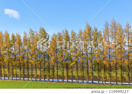 カラマツの防風林 119999227