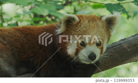 Red panda on tree 119999353