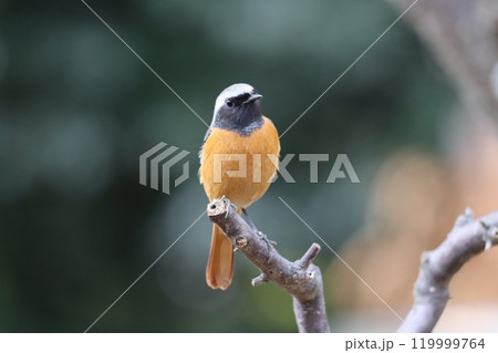 ニックネームはジョビ男で人気の冬鳥ー壱 119999764