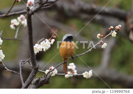 梅の花の咲くころに見かけるジョウビタキー壱 119999768