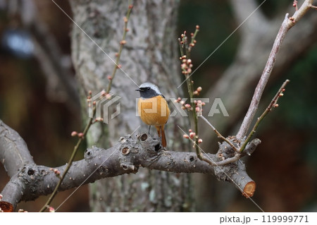 梅の花の咲くころに見かけるジョウビタキー四 119999771