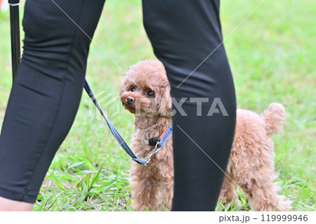 お散歩する可愛いトイプードル お散歩する可愛いトイプードル 119999946