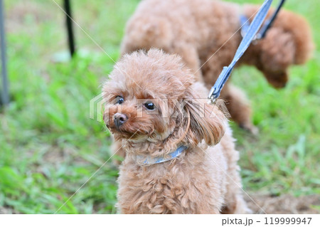 お散歩する可愛いトイプードル　 119999947