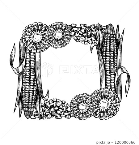 A frame with corn. Vector graphics depicting sliced corn cobs and a handful of grains. A black and white hand-drawn illustration. On a white background. Great for labels, menus and packaging. 120000366