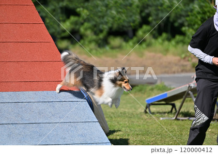 ドッグランで遊ぶ女性とシェルティ 120000412