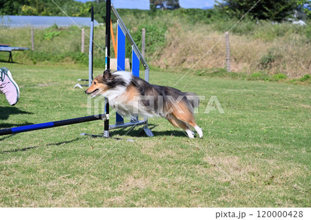 ドッグランで遊ぶシェルティ  ドッグランで遊ぶシェルティ  120000428