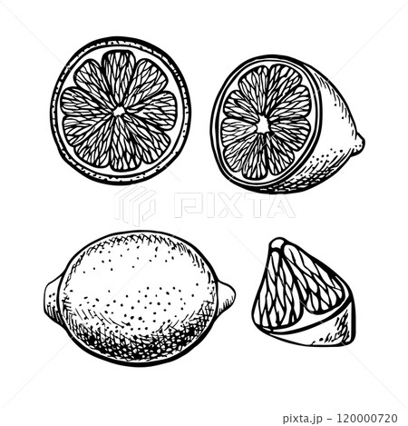 Set with lemons, whole, cut, half and piece. Vector graphic illustration of a citrus fruit. A black and white hand-drawn image. On a white background. For menus, labels, recipe, stickers, packages. 120000720