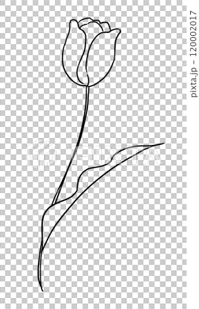 Tulip illustration line drawing 120002017