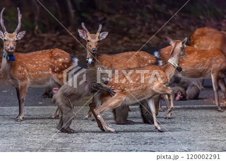 ヤクシカがヤクザルに襲われる　世界自然遺産屋久島(夏 120002291