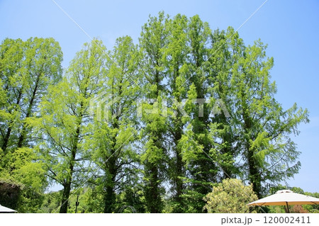 爽やか 新緑 メタセコイアの木 爽やか 新緑 メタセコイアの木 120002411