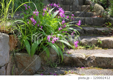 可愛い　シランの花 120002412
