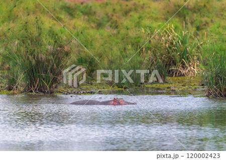 Hippos at the Manguo Hippo view point 120002423