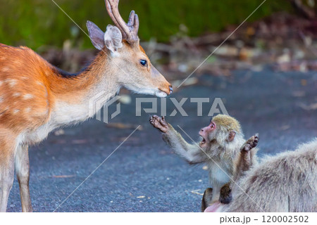 ヤクシカがヤクザルを威嚇する　世界自然遺産屋久島(夏 120002502