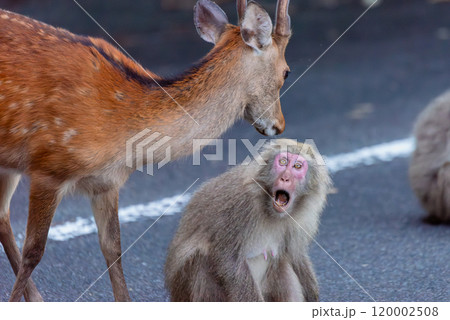 ヤクシカがヤクザルを威嚇する　世界自然遺産屋久島(夏 120002508