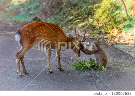 ヤクシカがヤクザルの餌を横取り　世界自然遺産屋久島(夏 120002682