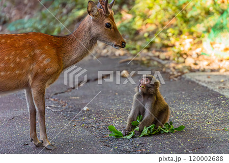 ヤクシカがヤクザルの餌を横取り　世界自然遺産屋久島(夏 120002688