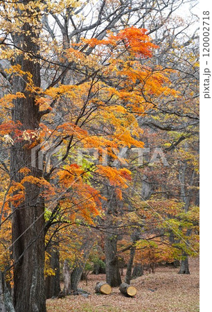 奥日光の秋 中禅寺湖湖畔 燃える紅葉の風景 奥日光の秋 中禅寺湖湖畔 燃える紅葉の風景 120002718