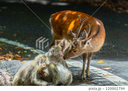 ヤクシカとヤクザル　警戒威嚇くつろぐ採餌　世界自然遺産屋久島(夏 120002794
