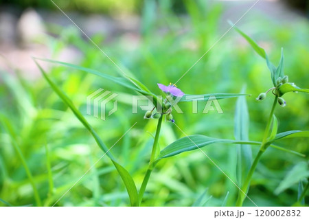 爽やか ムラサキツユクサの花 爽やか ムラサキツユクサの花 120002832