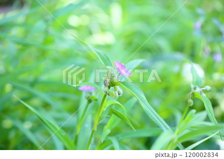 爽やか ムラサキツユクサの花 爽やか ムラサキツユクサの花 120002834