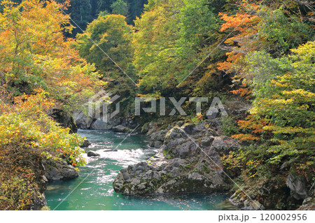 秋山郷の秋　見倉橋付近の中津川渓谷 120002956