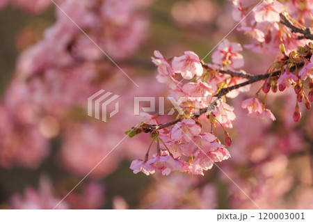 春の花　島に咲く河津桜 120003001