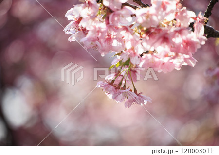 早春の花　島に咲く河津桜 120003011
