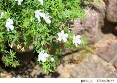 清楚　ゲラニウムの花 120003077