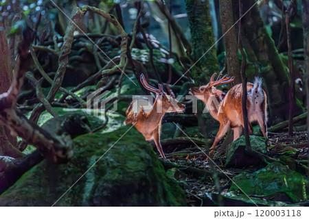 ヤクシカの雄　くつろぐ　世界自然遺産屋久島(夏 120003118