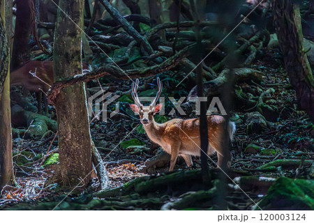 ヤクシカの雄 警戒 世界自然遺産屋久島(夏 ヤクシカの雄 警戒 世界自然遺産屋久島(夏 120003124
