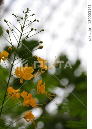 オウゴチョウの花 120003141