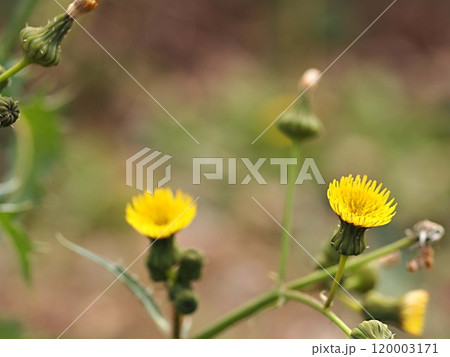 ノゲシの花の生態写真 ノゲシの花の生態写真 120003171