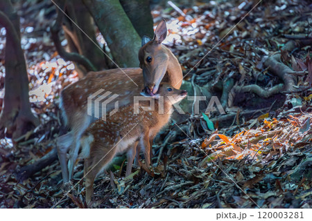 ヤクシカの親子　くつろぐ　世界自然遺産屋久島(夏 120003281