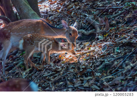 ヤクシカの親子 くつろぐ 世界自然遺産屋久島(夏 ヤクシカの親子 くつろぐ 世界自然遺産屋久島(夏 120003283