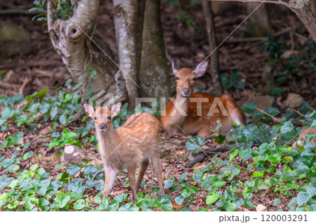 ヤクシカの親子 警戒 世界自然遺産屋久島(夏 ヤクシカの親子 警戒 世界自然遺産屋久島(夏 120003291