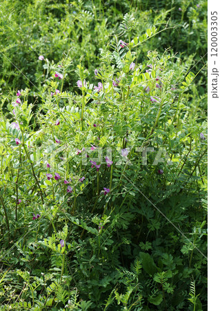 春3月の野原に咲しげる薄紫色のカラスノエンドウの花 春3月の野原に咲しげる薄紫色のカラスノエンドウの花 120003305