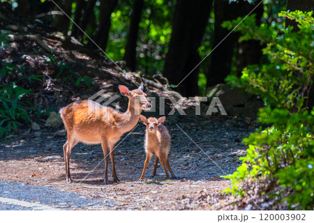 ヤクシカの親子 警戒 世界自然遺産屋久島(夏 ヤクシカの親子 警戒 世界自然遺産屋久島(夏 120003902