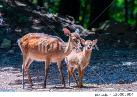 ヤクシカの親子　警戒　世界自然遺産屋久島(夏 120003904