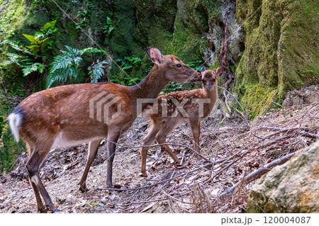 ヤクシカの親子 警戒 世界自然遺産屋久島(夏 ヤクシカの親子 警戒 世界自然遺産屋久島(夏 120004087
