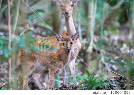 ヤクシカの親子 警戒 世界自然遺産屋久島(夏 ヤクシカの親子 警戒 世界自然遺産屋久島(夏 120004095